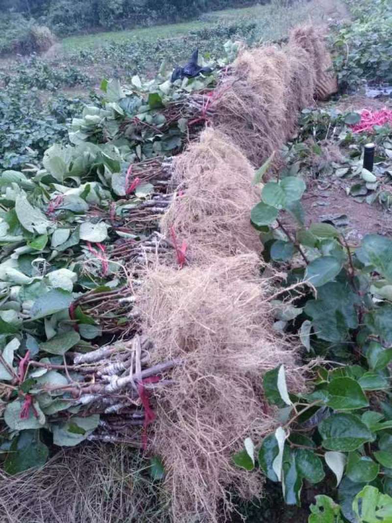 对萼水杨桃嫁接的翠香猕猴桃苗，基地货源，量大从优欢迎来电