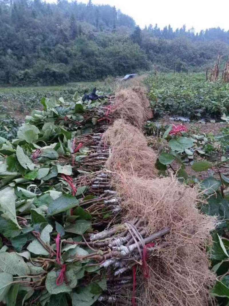 对萼水杨桃嫁接的翠香猕猴桃苗，基地货源，量大从优欢迎来电