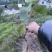 对萼水杨桃嫁接的翠香猕猴桃苗，基地货源，量大从优欢迎来电