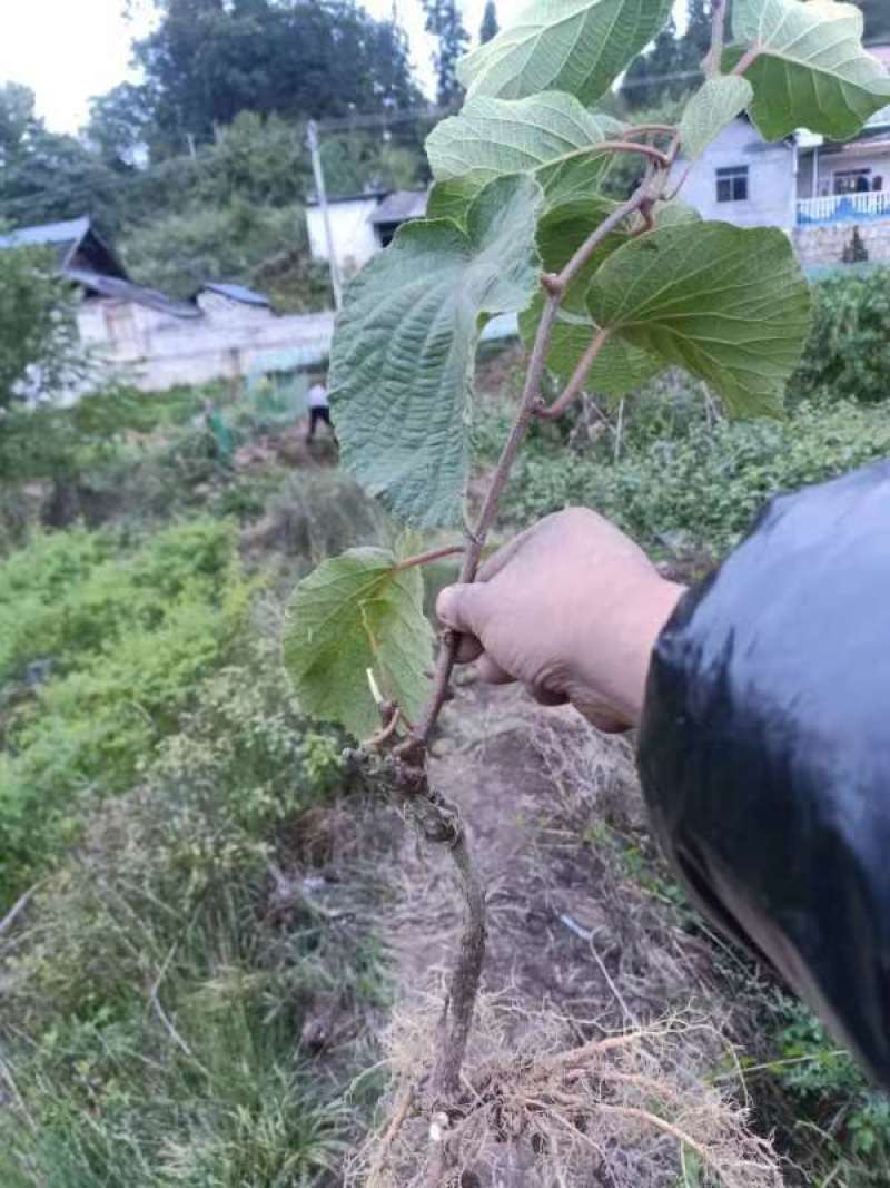 对萼水杨桃嫁接的翠香猕猴桃苗，基地货源，量大从优欢迎来电