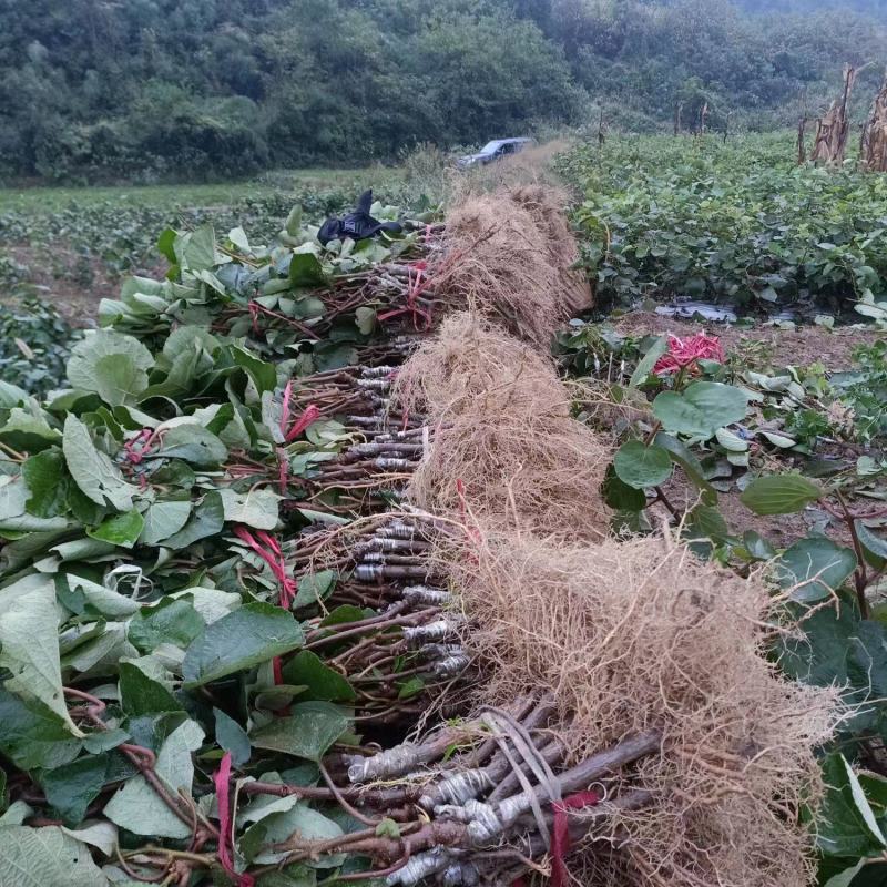 对萼水杨桃嫁接的翠香猕猴桃苗，基地货源，量大从优欢迎来电