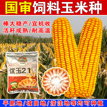 玉米种子国审矮杆大棒耐高温抗病抗倒种子批发
