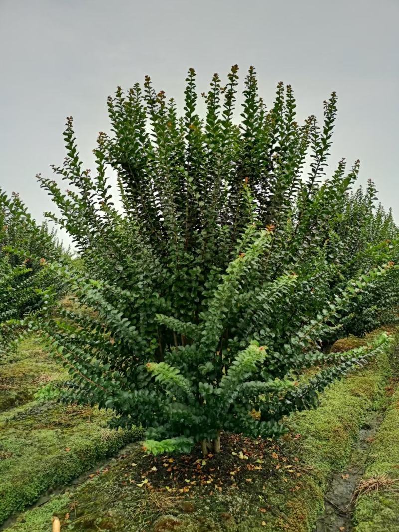 川红老紫薇欢迎咨询实地考察