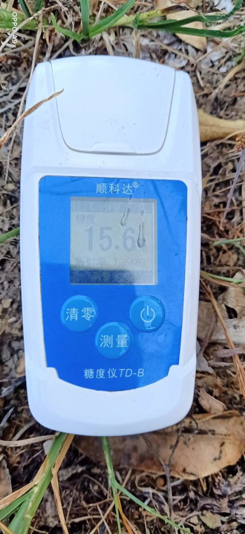 红美人爱媛果