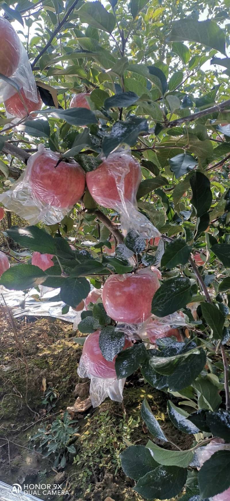富士苹果