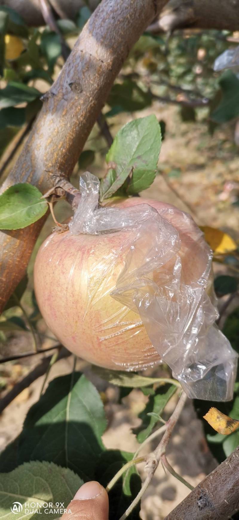 富士苹果