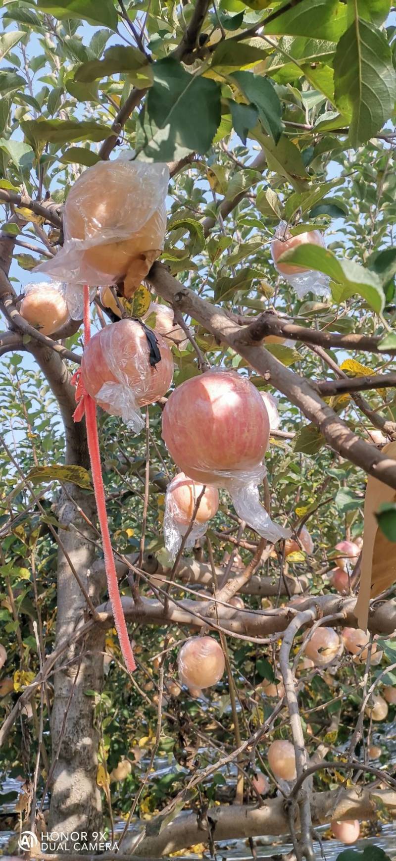 富士苹果