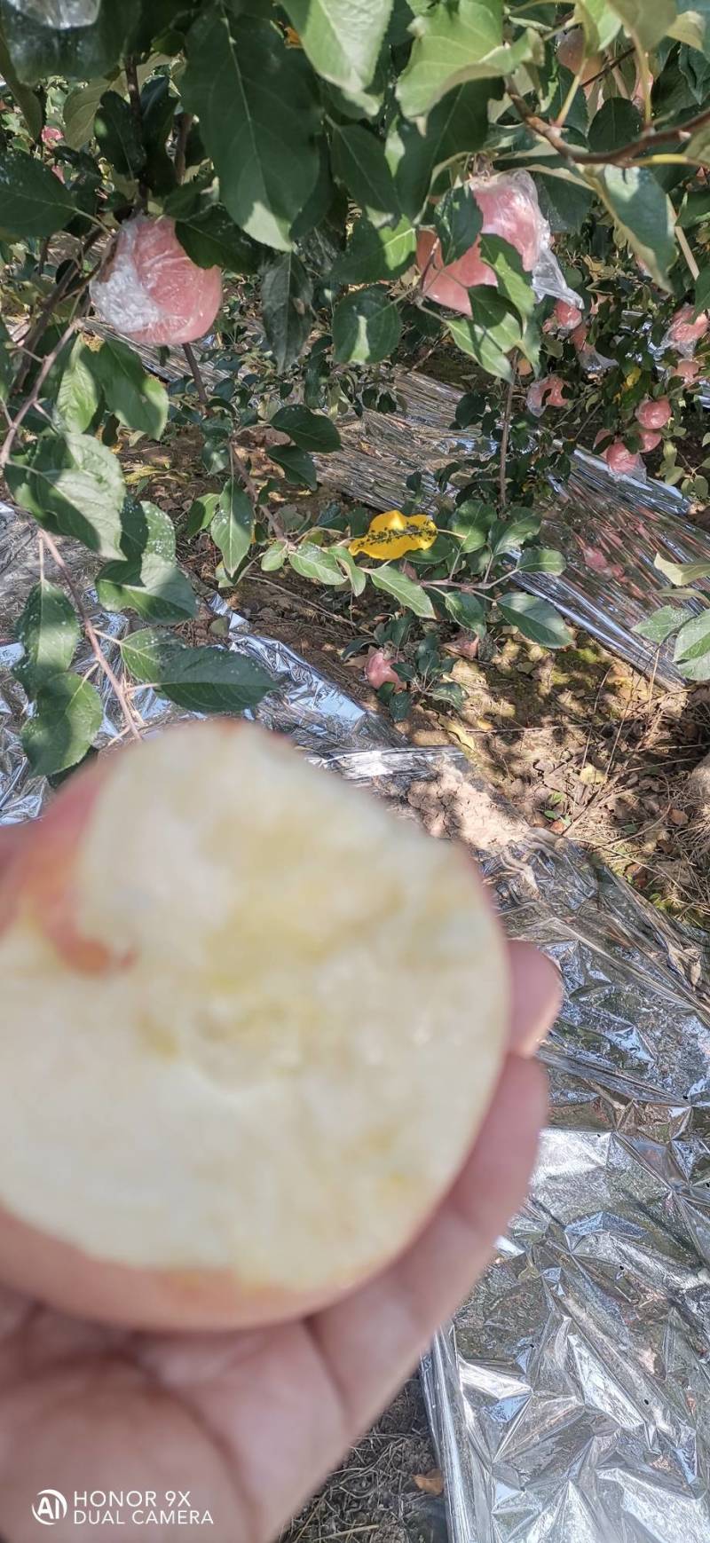 富士苹果