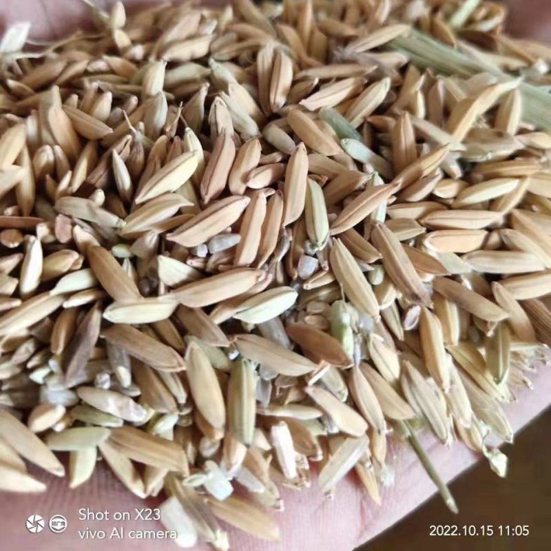 饲料稻谷，饲料米，中粮筛下来的。适用养殖降低成本