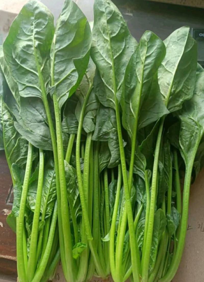 精品菠菜大叶菠菜，一手货源视频看货，一条龙服务品质保障