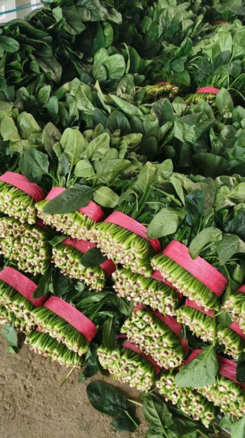 精品菠菜大叶菠菜，一手货源视频看货，一条龙服务品质保障
