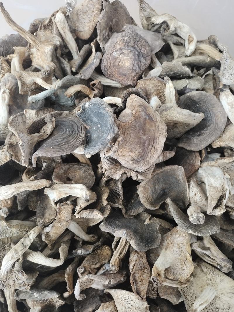 梨菇，青头菌，青菇，源产地梨菇批发，梨树菇，整朵香菇类