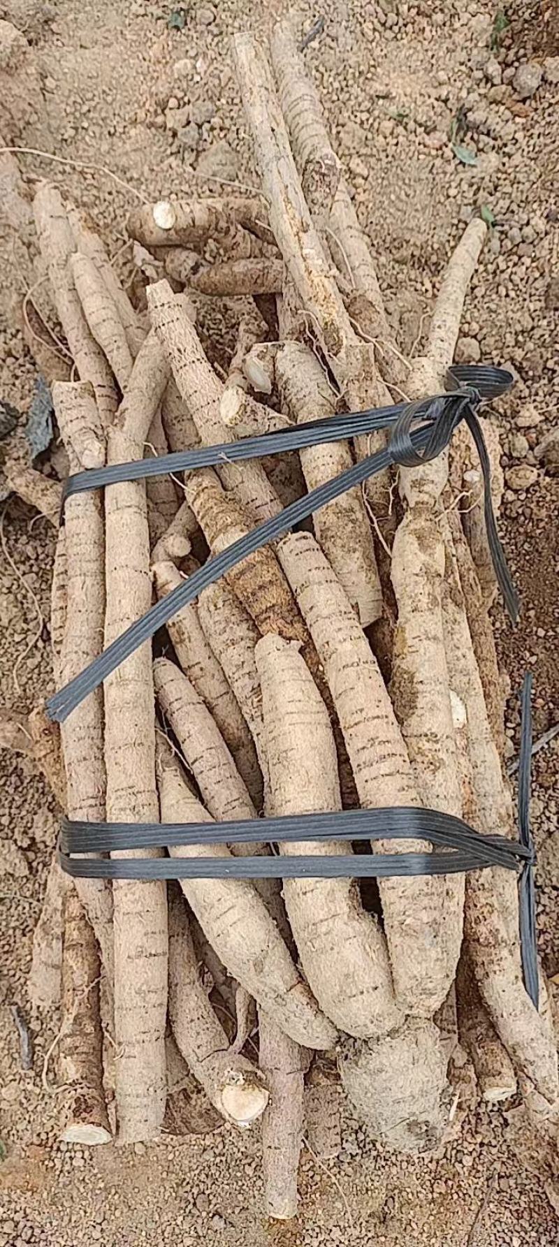 老身黄皮小叶牛大力
