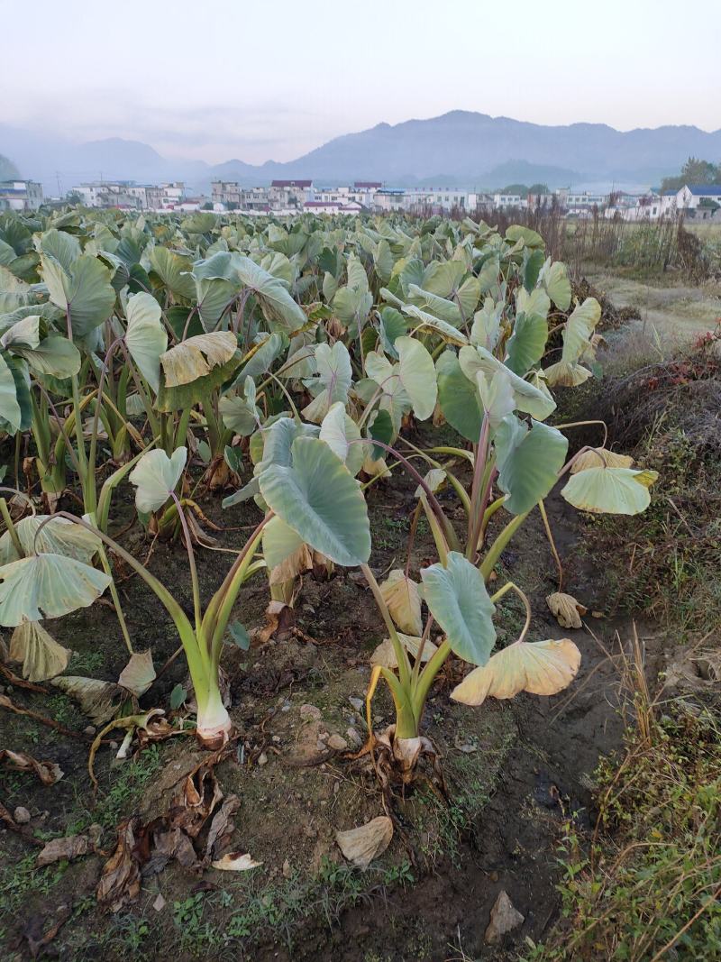 香芋大量上市，有需要的老板联系。