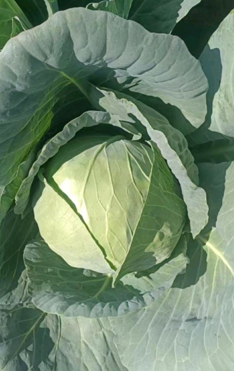 甘蓝甘蓝圆包菜，大量上市，视频看货承接市场
