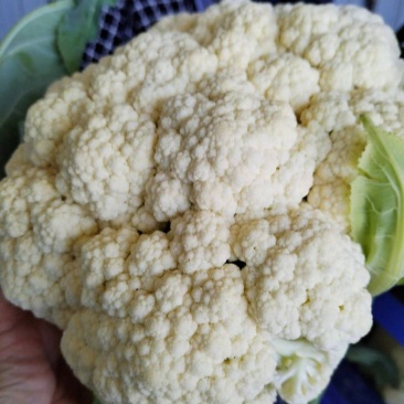 【花菜】青梗白面，价格合理，方便食用，新鲜采摘，一手货源