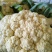 【花菜】青梗白面，价格合理，方便食用，新鲜采摘，一手货源
