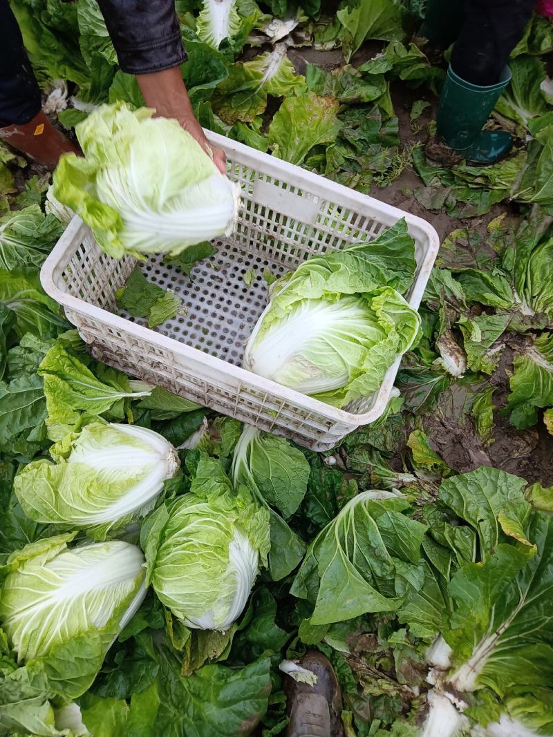 稷山大量白菜以上市，大白菜，小白菜