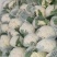 河北邯郸松菜花，大量上市中，品质保障全国发货