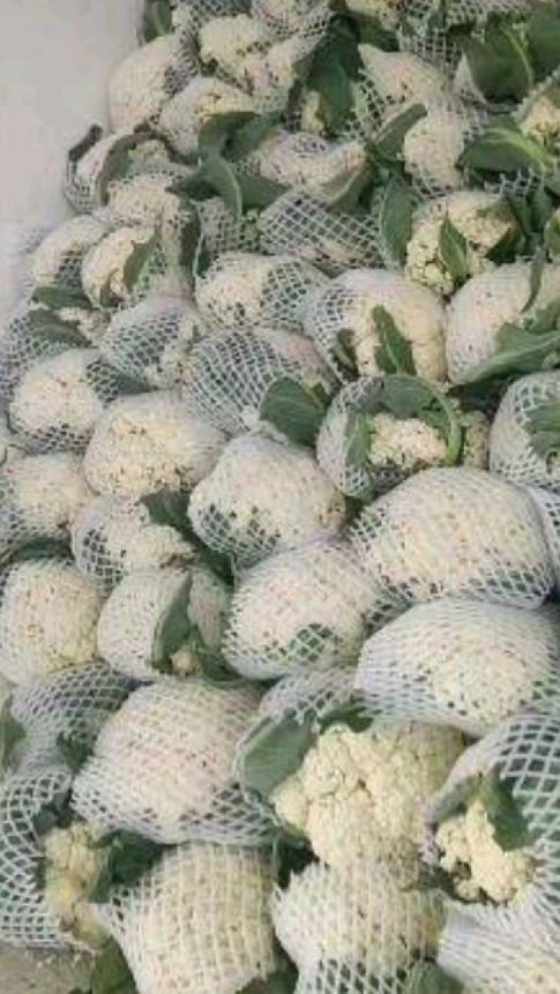 河北邯郸松菜花，大量上市中，品质保障全国发货