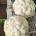河北邯郸松菜花，大量上市中，品质保障全国发货