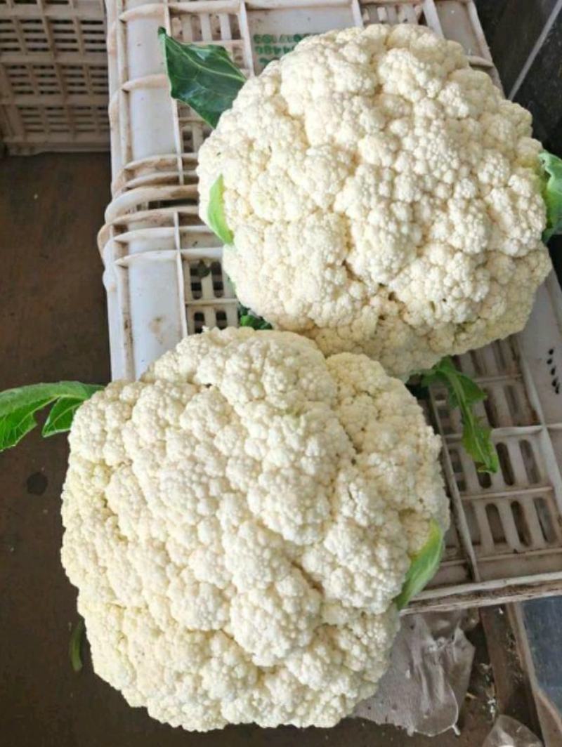 河北邯郸松菜花，大量上市中，品质保障全国发货