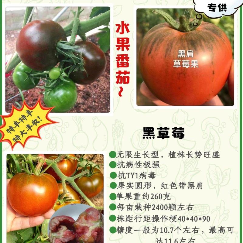 包邮，【采摘园推荐】黑肩草莓番茄苗——黑草莓。可试种