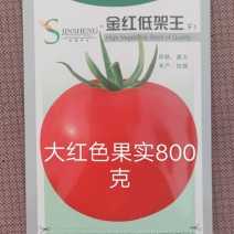 金红低架王F1番茄种子自封顶果实大而圆正亩产1万斤以上