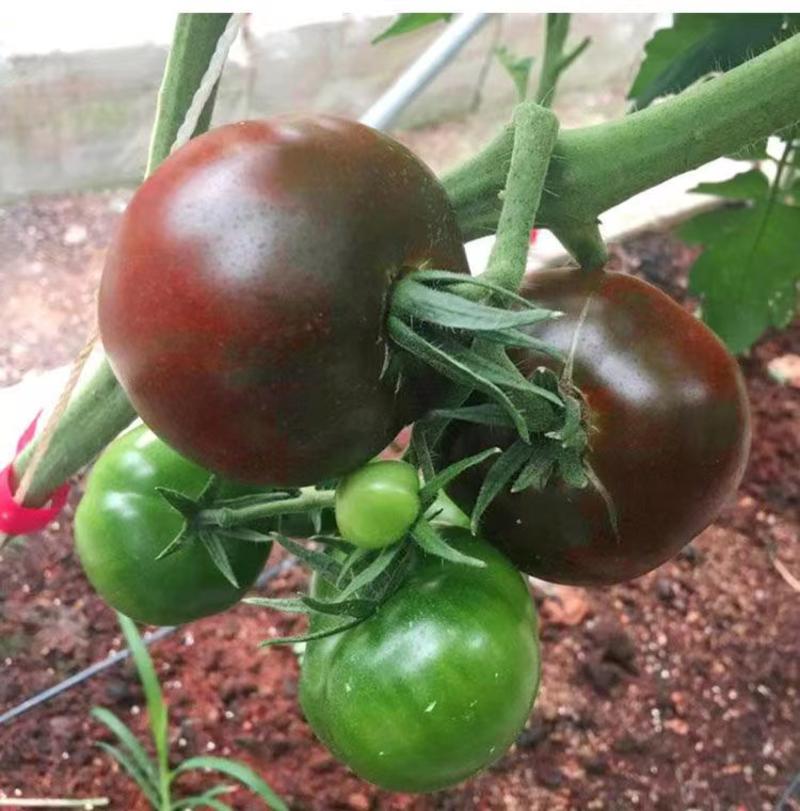 包邮，【采摘园推荐】黑肩草莓番茄苗——黑草莓。可试种