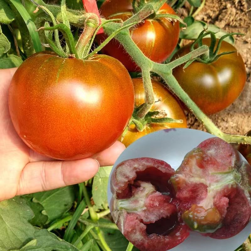 包邮，【采摘园推荐】黑肩草莓番茄苗——黑草莓。可试种