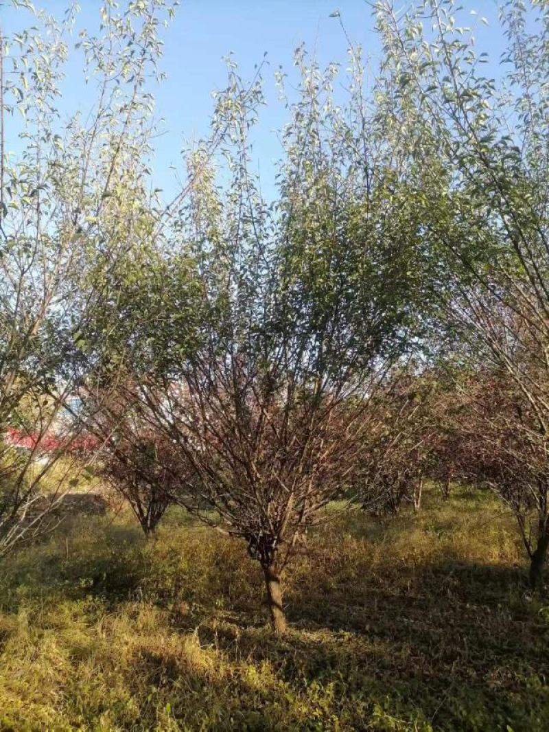 【骨里红红梅】5-15公分整车发货量大从优产地直供