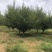 【骨里红红梅】5-15公分整车发货量大从优产地直供