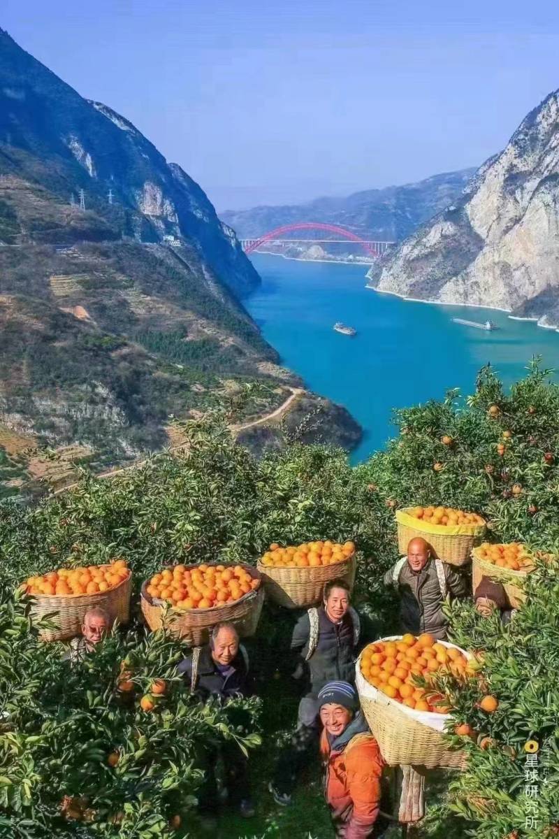 九月红肉嫩汁外口感甜现采现发大量供应一条龙服务