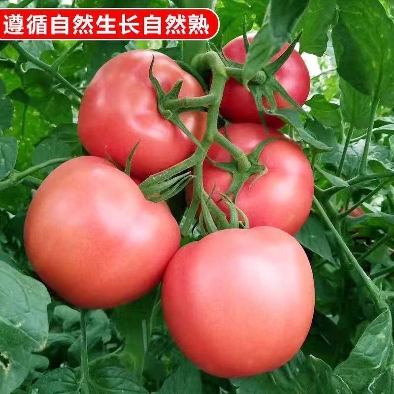 金红低架王F1番茄种子自封顶果实大而圆正亩产1万斤以上