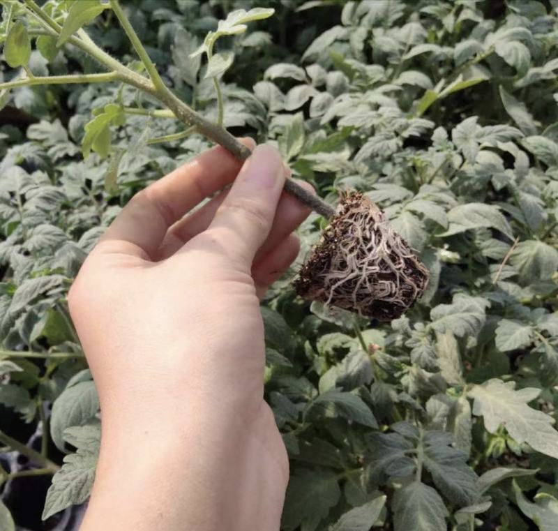 包邮，【采摘园推荐】黑肩草莓番茄苗——黑草莓。可试种