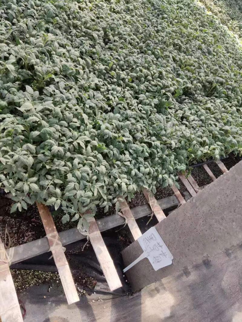 包邮，【采摘园推荐】黑肩草莓番茄苗——黑草莓。可试种