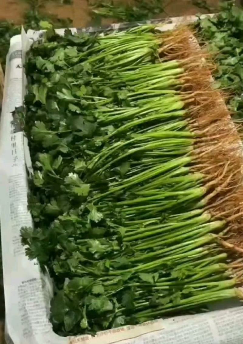 精品优质大叶香菜，质量保证，全国发货，基地直供