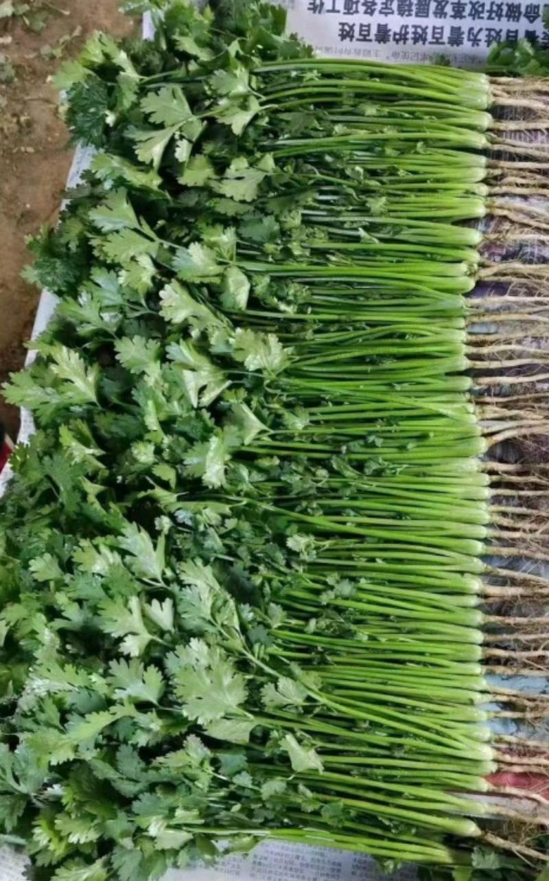 精品优质大叶香菜，质量保证，全国发货，基地直供
