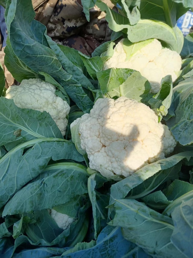 实花菜大量供应河南内黄王保昌果蔬商行大量现货