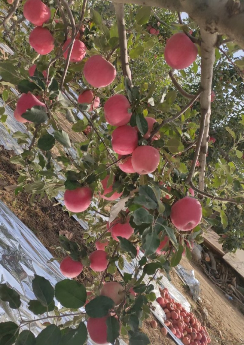 宁夏套袋红富士苹果大量上市产地直发欢迎选购