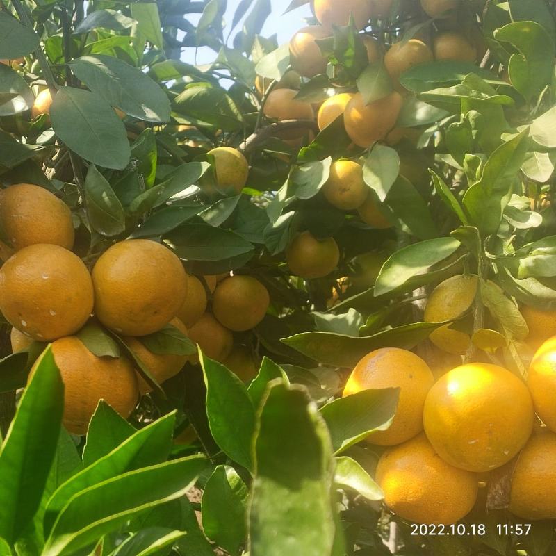 知名柑橘品牌！市场反馈好，知名度高！欢迎合作！