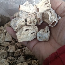 大量批发大块干净羊肚菌脚柄