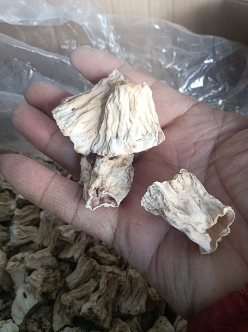 大量批发大块干净羊肚菌脚柄