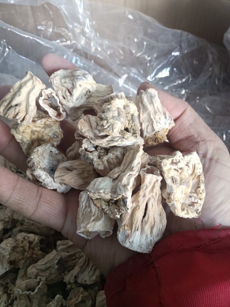大量批发大块干净羊肚菌脚柄