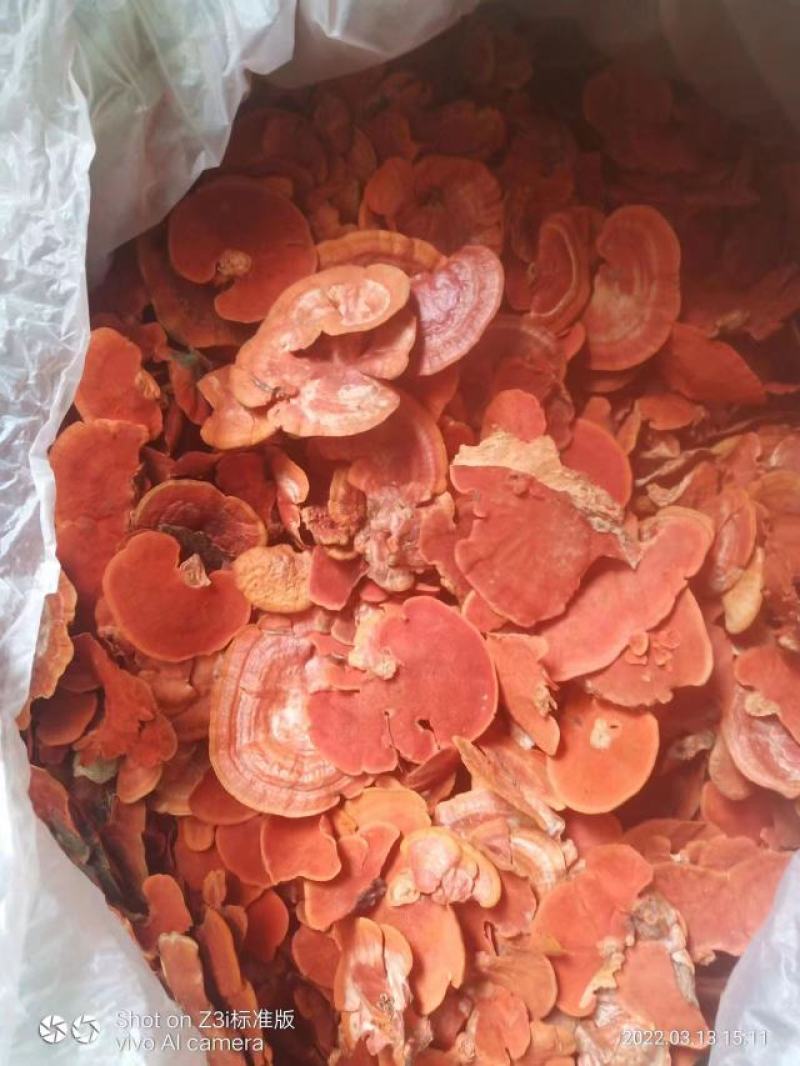 广西野生红栓菌也叫牛樟芝，红云芝500克包邮