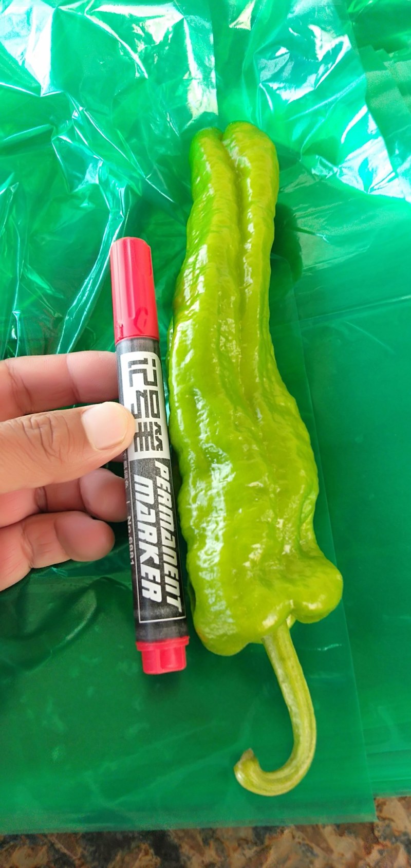 砀山县辣椒苏椒，皱皮，螺丝椒，大棚鲜菜，纯青嫩亮，