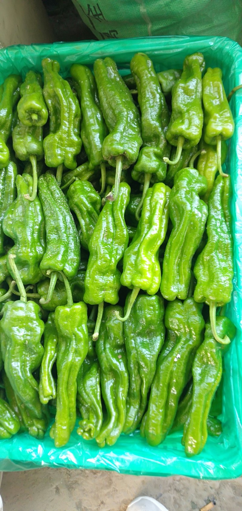 砀山县辣椒苏椒，皱皮，螺丝椒，大棚鲜菜，纯青嫩亮，