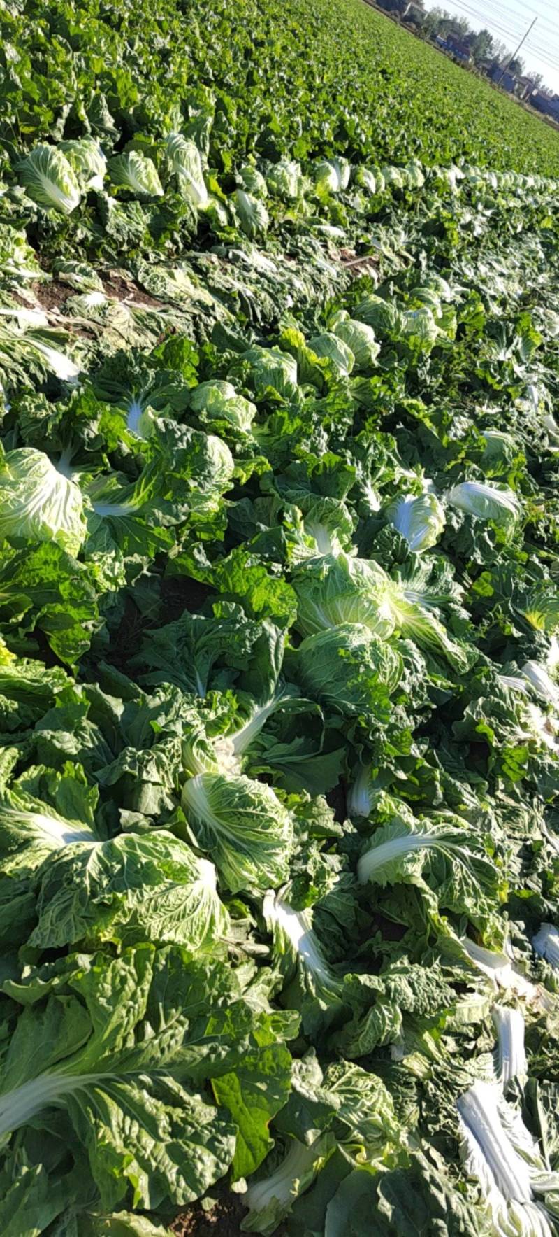 产地直供东京868大白菜鸡腿白菜狮子头白菜新乡小包
