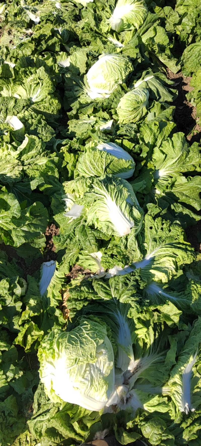 产地直供东京868大白菜鸡腿白菜狮子头白菜新乡小包