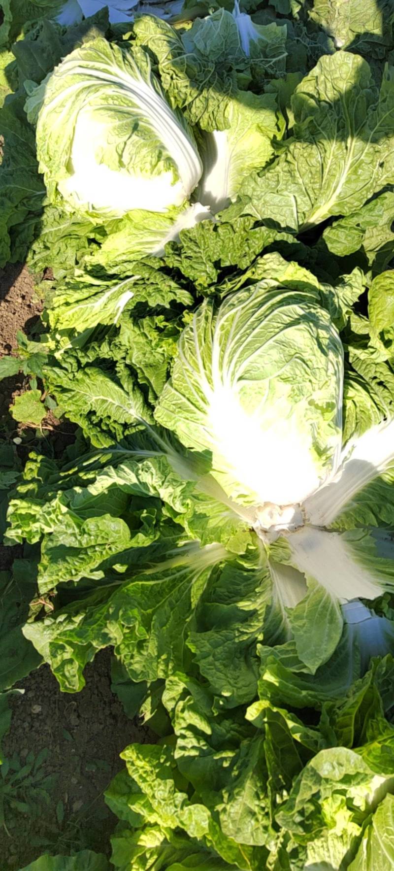 产地直供东京868大白菜鸡腿白菜狮子头白菜新乡小包